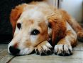 National Rescue Dog Day 2022
