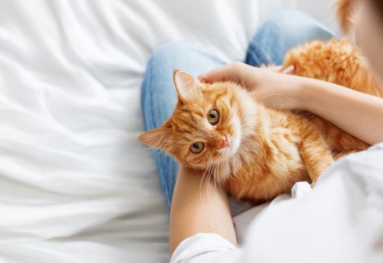 Everything You Need To Know About International Cat Day