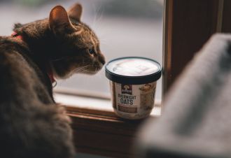 Transform Your Cat's Living Space with DoMyOwn's Top-Notch Equipment